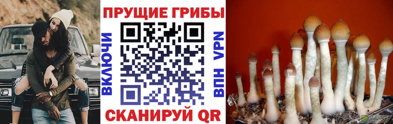 Галлюциногенные грибы Psilocybine cubensis  Буйнакск 